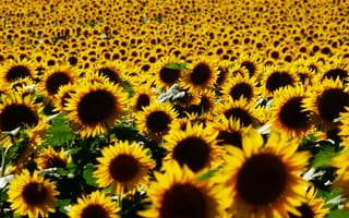 Картинка поле, лето, желтый, природа, цветы, лепестки, свет, подсолнухи