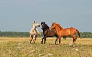 Картинка поле, белый, лошадь, конь, природа, рыжая, три, вороны