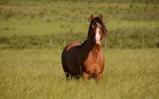 Картинка поле, взгляд, конь, природа, морда, лошадь, свет, поза