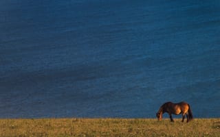 Картинка поле, вода, лошадь, берег, конь, поза, водоем, природа