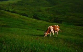 Картинка зелень, трава, пастбище, коровы, луг, склон, холмы, рыжая