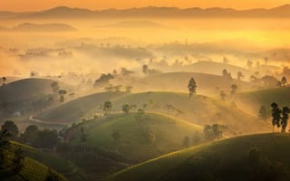 Картинка деревья, trees, valley, Tuấn Vũ, fog, туман, долина