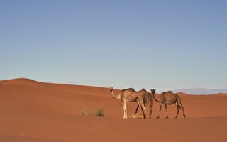 Картинка песок, пески, колючки, дюны, пустыня, холмы, три, верблюды, кустик, простор, небо, природа, верблюд