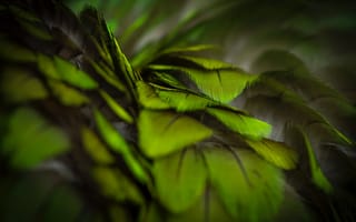 Картинка green, Макро, зелёные, тёмные, перья