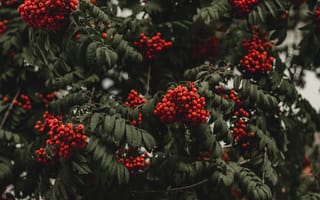 Картинка осень, листья, плоды, деревья, ягоды, ветки, красный, темный