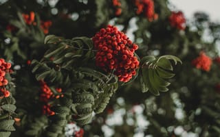 Картинка осень, листья, ветки, темный, ягоды, деревья, красный