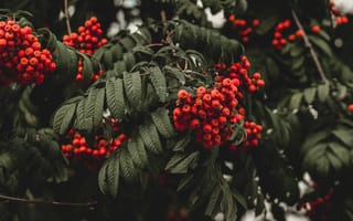 Картинка осень, листья, природа, ягоды, темный, деревья, ветки, красный