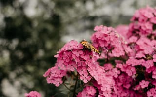 Картинка цветы, боке, бабочка, розовые, флоксы, сад