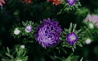 Картинка фиолетовый, листья, бутоны, цветы, сад, темный, сиреневые, осенние