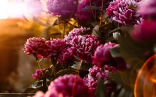 Картинка листья, лучи, розовые, вечер, цветы, свет, сад, закат