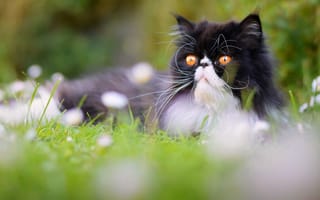 Картинка Персидская кошка, перс, кот