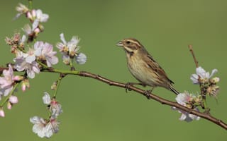 Картинка птица, ветка, цветки