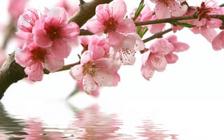 Обои цветы, сакура, розовые, вода, отражение, весна, ветка