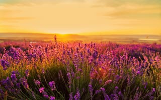 Картинка поле, закат, природа, лаванда