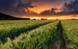 Картинка пшеница, поле, облака, свет, закат, трава, горизонт