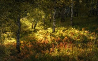 Картинка осень, деревья, березы, лес, трава, солнце