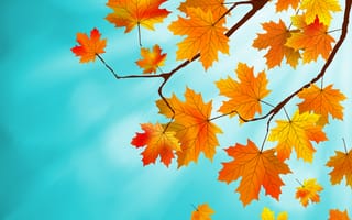 Картинка autumn, осенние, листья, leaves, maple