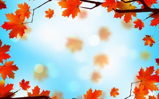 Обои autumn, maple, осенние, листья, leaves