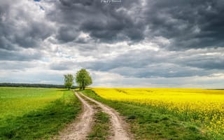 Картинка дорога, небо, Ptоciennik Robert, облака, цветы, поле