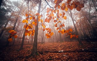 Картинка осень, природа, лес