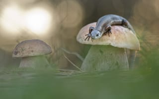 Обои макро, природа, ящерица, Макеев Алексей, грибы, боке