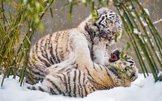 Картинка зима, взгляд, тигр, снег, листья, природа, поза, игра