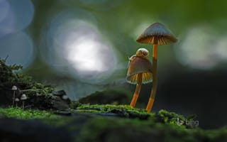 Картинка грибы, улитка, макро