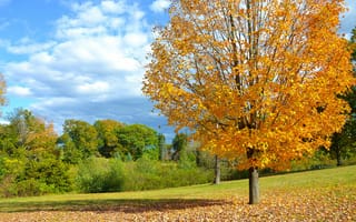 Картинка Autumn, поле, дерево, листья, осень