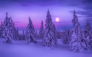 Картинка Winter Dream, снег, ёлки, зима