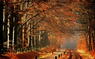 Картинка Осень, тропинка, утро, дорожка, autumn, деревья, туман