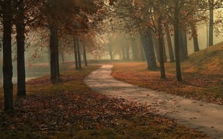Картинка путь, парк, листья, осень, озеро, деревья, туман