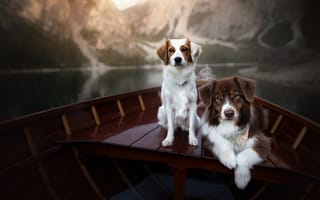 Обои собаки, парочка, в лодке, две собаки, лодка
