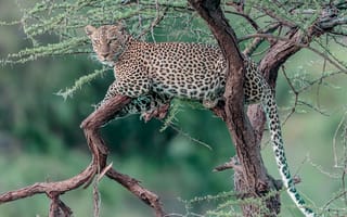 Картинка дерево, отдых, на дереве, дикая кошка, леопард