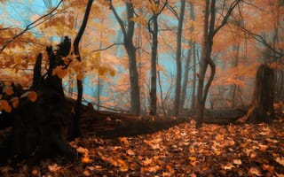 Картинка Autumn, осень, forest, туман, листопад, лес