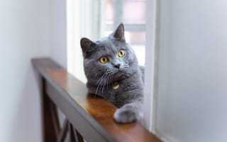 Картинка кошка, взгляд