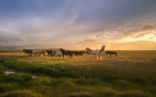 Картинка трава, grass, clouds, лошади, Солнце, the Sun, Andrey Bazanov, horses, Андрей Базанов, облака