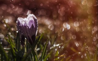 Картинка цветок, макро, дождь, крокус, шафран, капли, боке, природа, весна