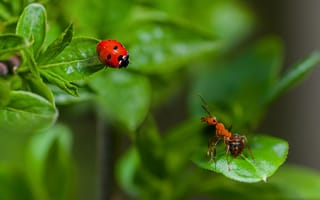 Картинка лето, муравей, природа, парочка, листья, насекомые, божья коровка, макро, жук