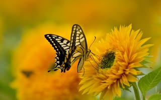 Обои бабочка, природа, крылья, махаон, цветок, лепестки, краски