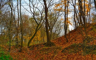 Картинка осень, листва, листопад, дереевья