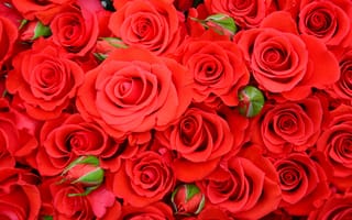 Картинка красный, розы, бутоны, красивая, red, roses