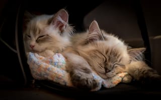 Картинка сон, Рэгдолл, котята, два котёнка, спящие