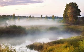 Картинка Туман, древо, болото
