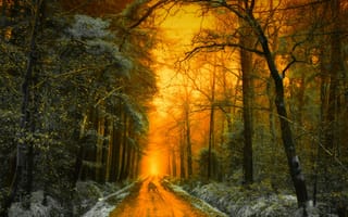 Картинка дорога, пейзаж, Jan-Herman Visser, свет, лес, Голландия, осень, деревья, снег, природа, закат