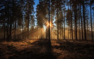 Картинка лес, Швеция, деревья, солнечный свет