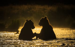 Картинка река, утро, медведи