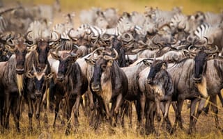 Картинка природа, Африка, антилопы