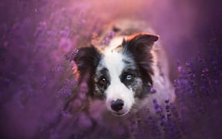 Картинка Бордер-колли, цветы, лаванда, морда, взгляд, собака