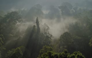 Картинка лес, амазонка, прирОда, южная Америка, ббс
