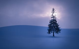 Картинка Зима, дерево, поле, облака, солнце, снег, небо